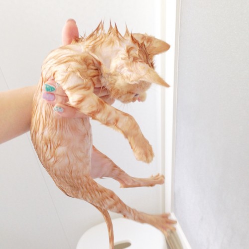 子トムシャンプー