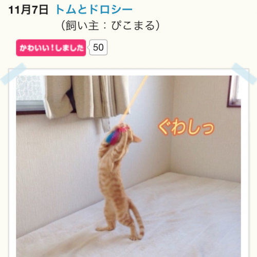 きょうのペットちゃん