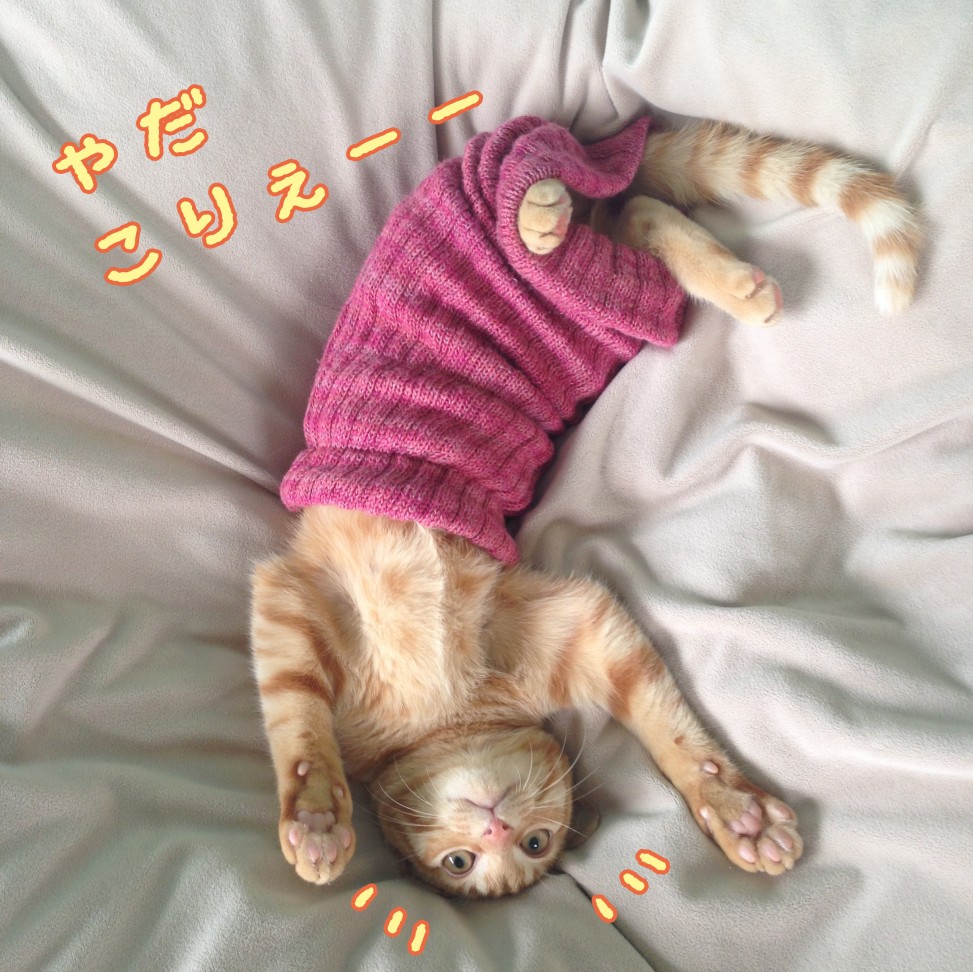 トム腹巻き