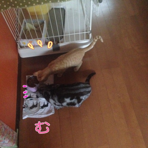tomdoro_1105-10