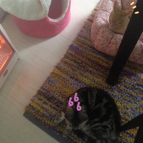 tomdoro_1105-6