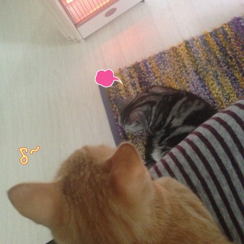 tomdoro_1105-7