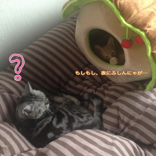 tomdoro_1107-10