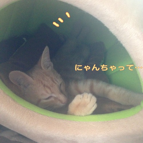 tomdoro_1107-11