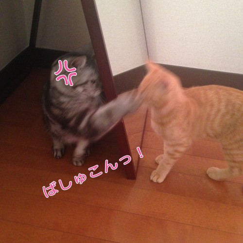 tomdoro_1107-3