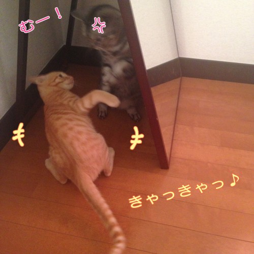tomdoro_1107-5