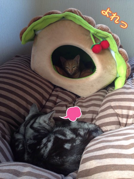 tomdoro_1107-8