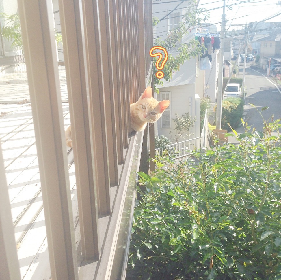 トムドロおひさま