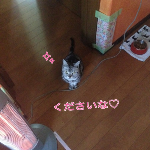 tomdoro_1110-5
