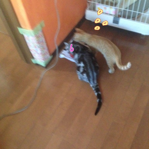 tomdoro_1110-6