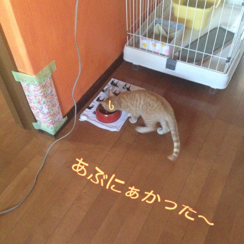 tomdoro_1110-7
