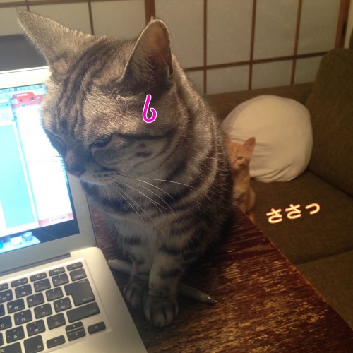 tomdoro_1111-11