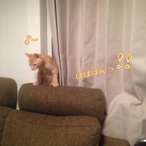 tomdoro_1111-2