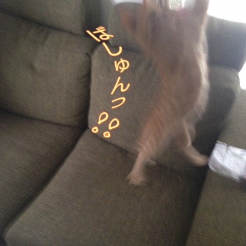 tomdoro_1111-4