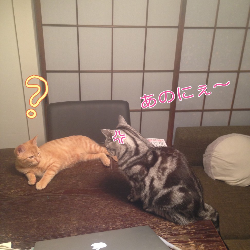 トムドロ