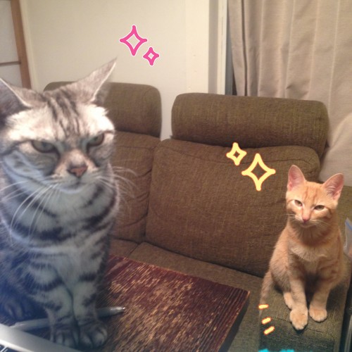 tomdoro_1111-8