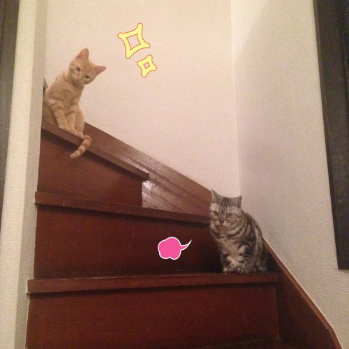 tomdoro_1111-9