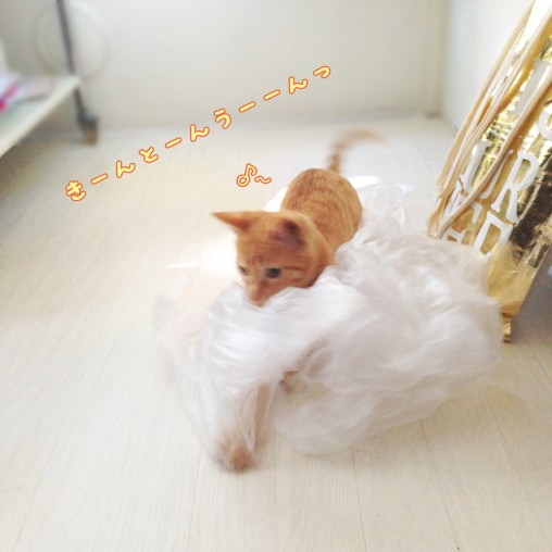 トムドロ　きんとん雲