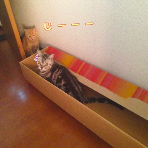 トムドロ猫日和