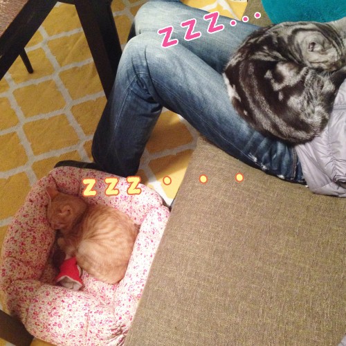 tomdoro_1117-12