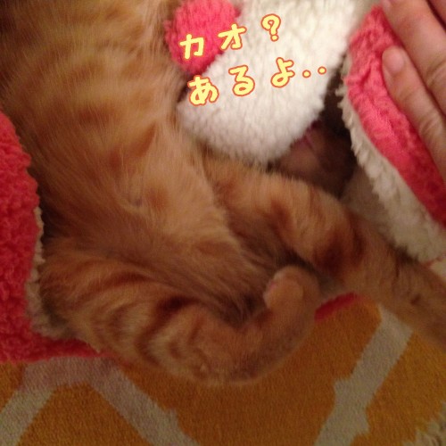 tomdoro_1120-13