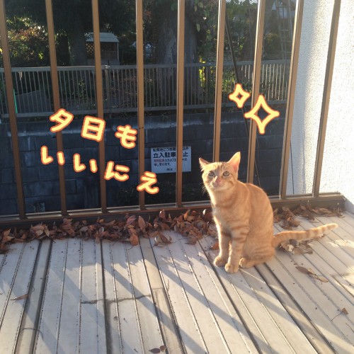 tomdoro_1120-3