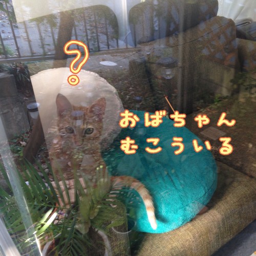トムドロ1120