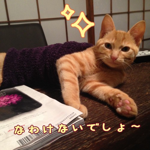 tomdoro_1124-10