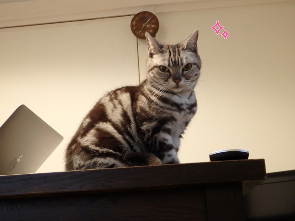 tomdoro_1125-11