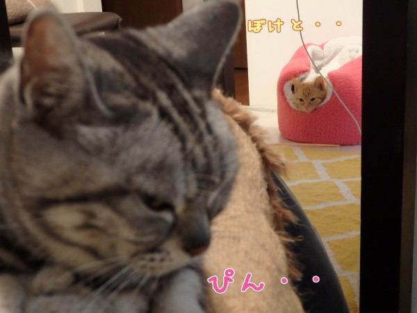 tomdoro_1125-8