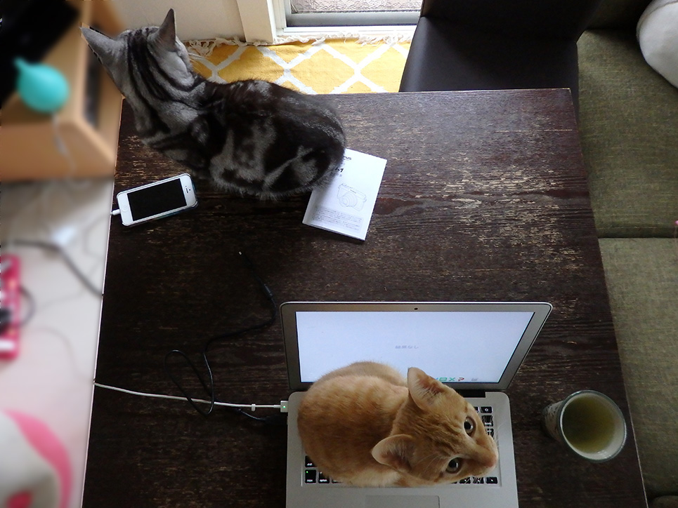 トムドロ1127上から二猫