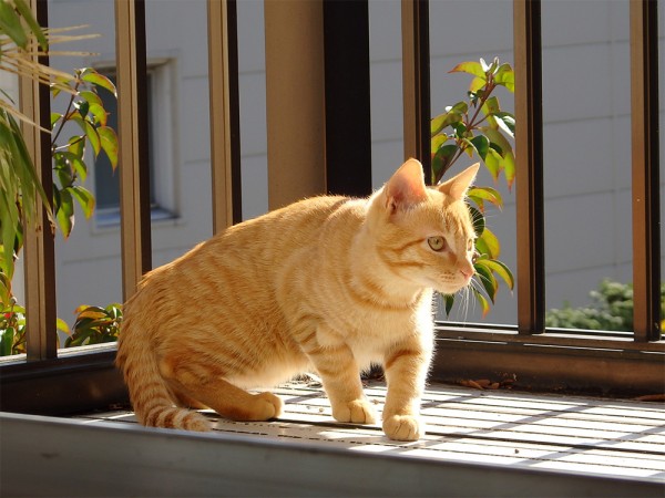 トムドロ_1127 100均 猫ベッド