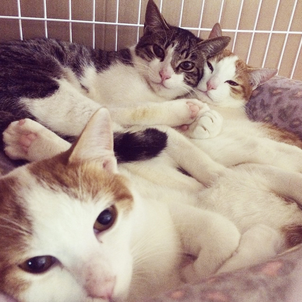 3猫ちゃんぎゅうぎゅう　トムドロ　猫ブログ