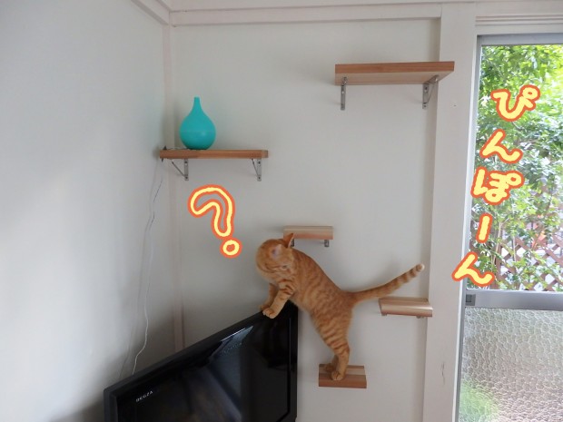 トムドロ　猫ブログ
