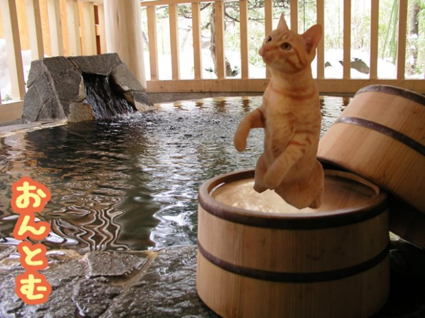 温泉　トム　猫