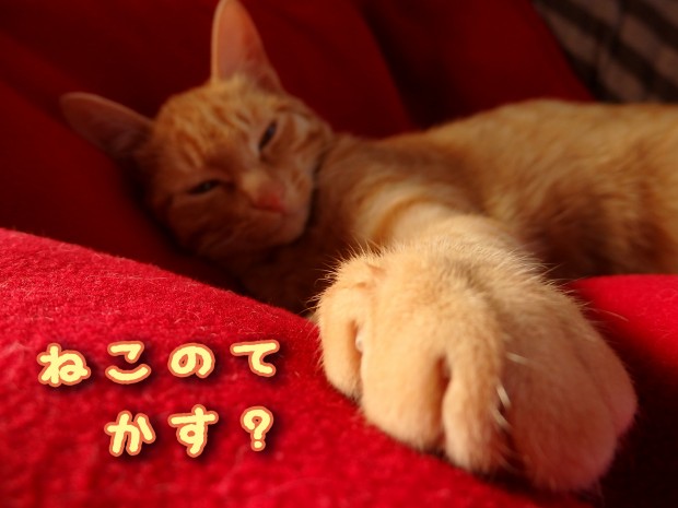 トムドロ　猫ブログ