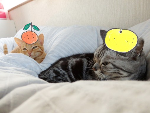 トムドロ　猫ブログ　2015正月