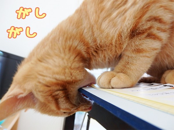 tomdoro_1203-9