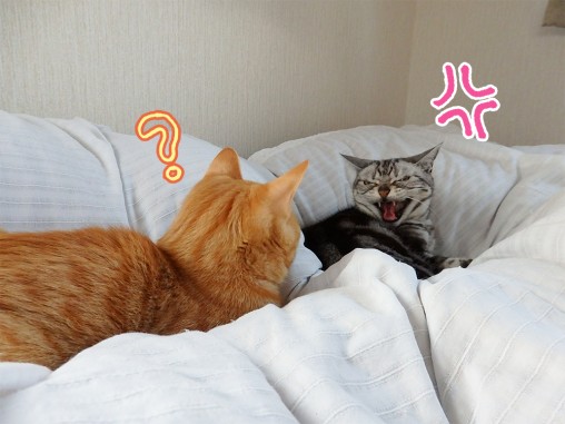 キレドロ