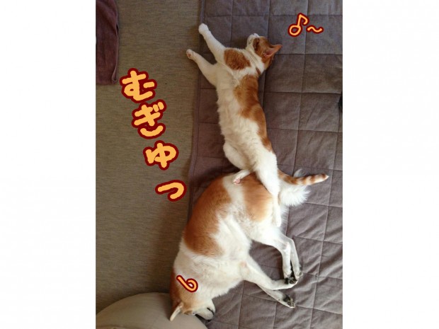 ローフくんち