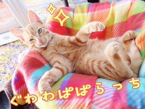 tomdoro_1215-2