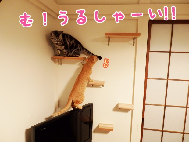 tomdoro_1215-9