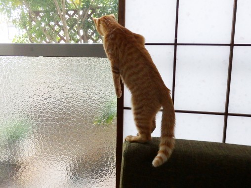 すこ立ちトム