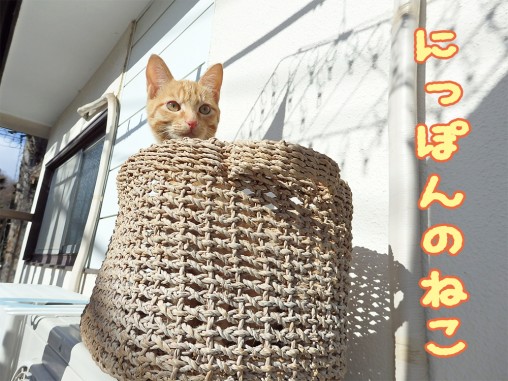 猫ブログ　トムドロ