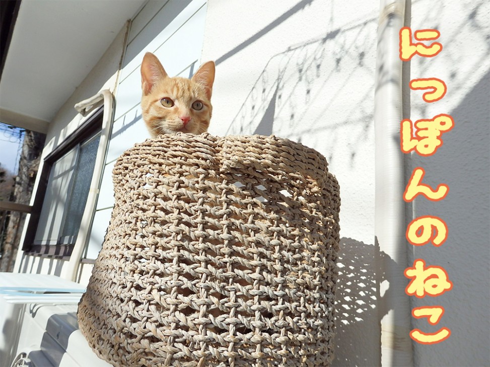 猫ブログ　トムドロ