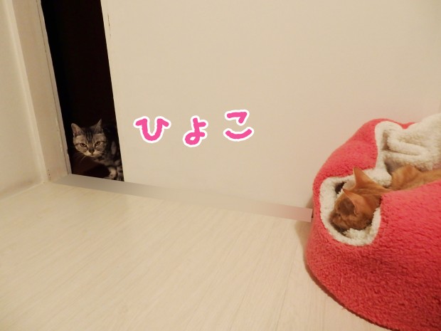 tomdoro_1218-2