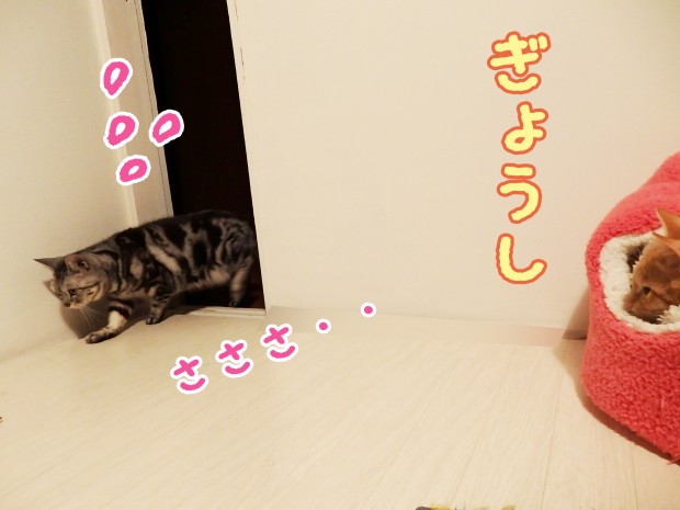 tomdoro_1218-3