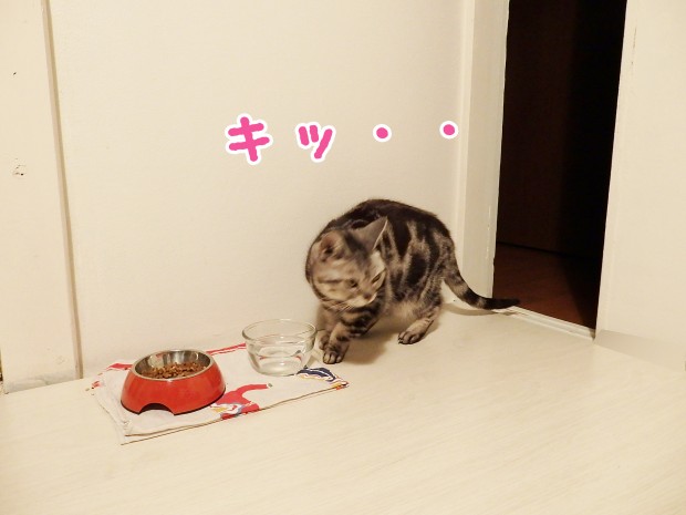 tomdoro_1218-4