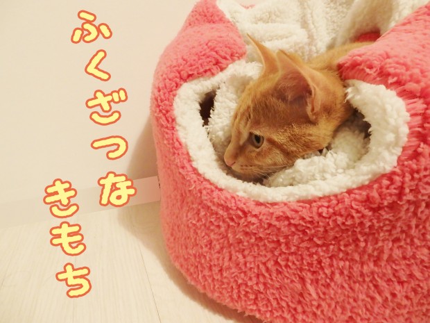 tomdoro_1218-6