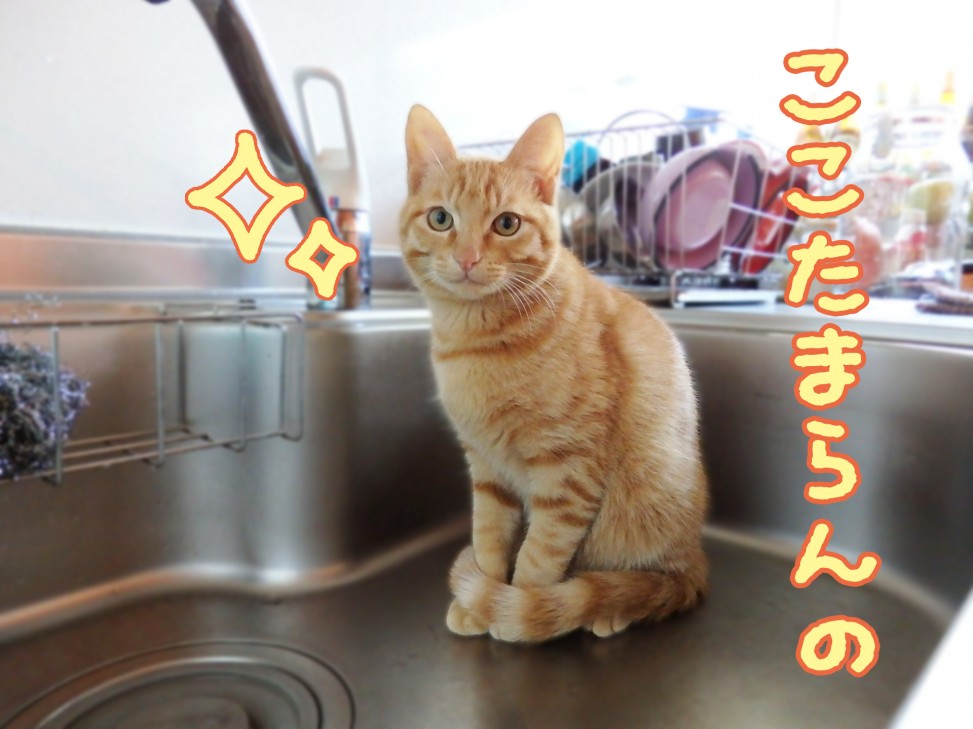 猫ブログ　トムドロ